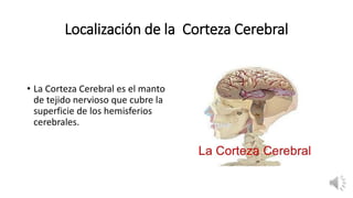 Localización de la Corteza Cerebral
• La Corteza Cerebral es el manto
de tejido nervioso que cubre la
superficie de los hemisferios
cerebrales.