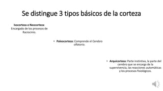 Se distingue 3 tipos básicos de la corteza
• Paleocorteza: Comprende el Cerebro
olfatorio.
• Arquicorteza: Parte instintiva, la parte del
cerebro que se encarga de la
supervivencia, las reacciones automáticas
y los procesos fisiológicos.
Isocorteza o Neocorteza:
Encargado de los procesos de
Raciocinio.