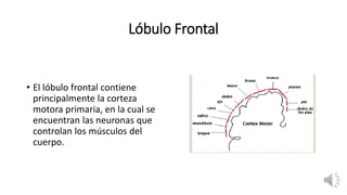 Lóbulo Frontal
• El lóbulo frontal contiene
principalmente la corteza
motora primaria, en la cual se
encuentran las neuronas que
controlan los músculos del
cuerpo.