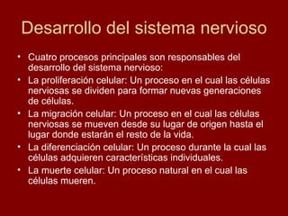 Desarrollo del sistema nervioso Cuatro procesos principales son responsables del desarrollo del sistema nervioso: La proliferación celular: Un proceso en el cual las células nerviosas se dividen para formar nuevas generaciones de células. La migración celular: Un proceso en el cual las células nerviosas se mueven desde su lugar de origen hasta el lugar donde estarán el resto de la vida.  La diferenciación celular: Un proceso durante la cual las células adquieren características individuales. La muerte celular: Un proceso natural en el cual las células mueren.   