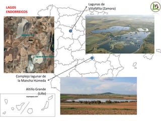 LAGOS
ENDORREICOS
Complejo lagunar de
la Mancha Húmeda
Altillo Grande
(Lillo)
Lagunas de
Villafáfila (Zamora)
 
