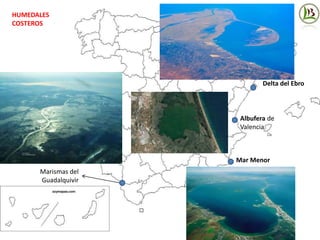 HUMEDALES
COSTEROS
Marismas del
Guadalquivir
Albufera de
Valencia
Delta del Ebro
Mar Menor
 