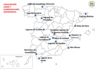 LOCALIZACIÓN
LAGOS Y
HUMEDALES MÁS
IMPORTANTES
Laguna de la
Janda
Laguna de
Fuentillejos
Tablas de Daimiel
Lago de Sanabria
Lagunas de Gredos
Lagos de Covadonga (Asturias)
Lagunas de Ruidera
Lago de Bañolas
Complejo lagunar de
la Mancha Húmeda
Lagunas de
Villafáfila
Marismas del
Guadalquivir
Albufera de
Valencia
Delta del Ebro
Mar Menor
 
