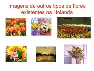 Imagens de outros tipos de flores existentes na Holanda 