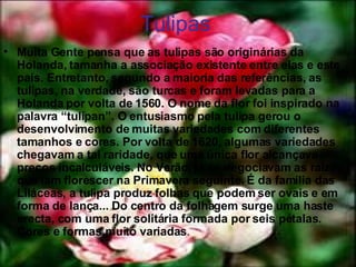 Tulipas Muita Gente pensa que as tulipas são originárias da Holanda, tamanha a associação existente entre elas e este país. Entretanto, segundo a maioria das referências, as tulipas, na verdade, são turcas e foram levadas para a Holanda por volta de 1560. O nome da flor foi inspirado na palavra “tulipan”. O entusiasmo pela tulipa gerou o desenvolvimento de muitas variedades com diferentes tamanhos e cores. Por volta de 1620, algumas variedades chegavam a tal raridade, que uma única flor alcançava preços incalculáveis. No Verão, já se negociavam as raízes que iam florescer na Primavera seguinte. É da família das Liláceas, a tulipa produz folhas que podem ser ovais e em forma de lança... Do centro da folhagem surge uma haste erecta, com uma flor solitária formada por seis pétalas. Cores e formas muito variadas .  