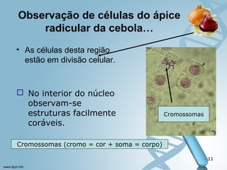 Observação de células do ápice 
radicular da cebola… 
• As células desta região 
estão em divisão celular. 
11 
Cromossomas 
 No interior do núcleo 
observam-se 
estruturas facilmente 
coráveis. 
Cromossomas (cromo = cor + soma = corpo) 
 