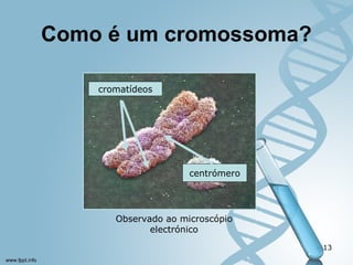 Como é um cromossoma? 
13 
cromatídeos 
centrómero 
Observado ao microscópio 
electrónico 
 