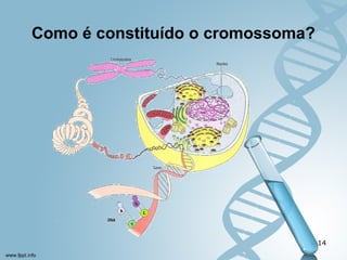Como é constituído o cromossoma? 
14 
 