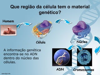 Que região da célula tem o material 
genético? 
17 
Célula Núcleo 
Cromossomas 
Homem 
ADN 
A informação genética 
encontra-se no ADN 
dentro do núcleo das 
células. 
 