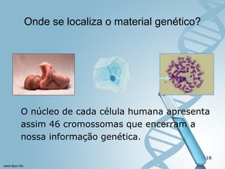 Onde se localiza o material genético? 
O núcleo de cada célula humana apresenta 
assim 46 cromossomas que encerram a 
nossa informação genética. 
18 
 