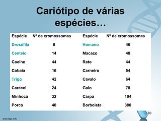Cariótipo de várias 
espécies… 
Espécie Nº de cromossomas Espécie Nº de cromossomas 
Drosófila 8 Humano 46 
Centeio 14 Macaco 48 
Coelho 44 Rato 44 
Cobaia 16 Carneiro 54 
Trigo 42 Cavalo 64 
Caracol 24 Galo 78 
Minhoca 32 Carpa 104 
Porco 40 Borboleta 380 
20 
 