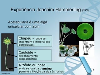 Experiência Joachim Hammerling (1930) 
Acetabularia é uma alga 
unicelular com 2cm. 
Chapéu – onde se 
encontram a maioria dos 
cloroplastos. 
Adaptado de 
Óscar Sequeira 
7 
Caulóide – 
prolongamento 
citoplasmático 
Rizóide ou base 
onde se localiza o núcleo 
permite a fixação da alga às rochas 
 