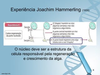 Experiência Joachim Hammerling (1930) 
O núcleo deve ser a estrutura da 
célula responsável pela regeneração 
e crescimento da alga. 
8 
 