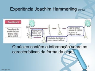 Experiência Joachim Hammerling (1930) 
O núcleo contém a informação sobre as 
características da forma da alga. 
9 
 