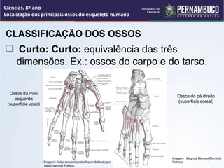 Localização dos principais ossos do esqueleto humano (1).ppt