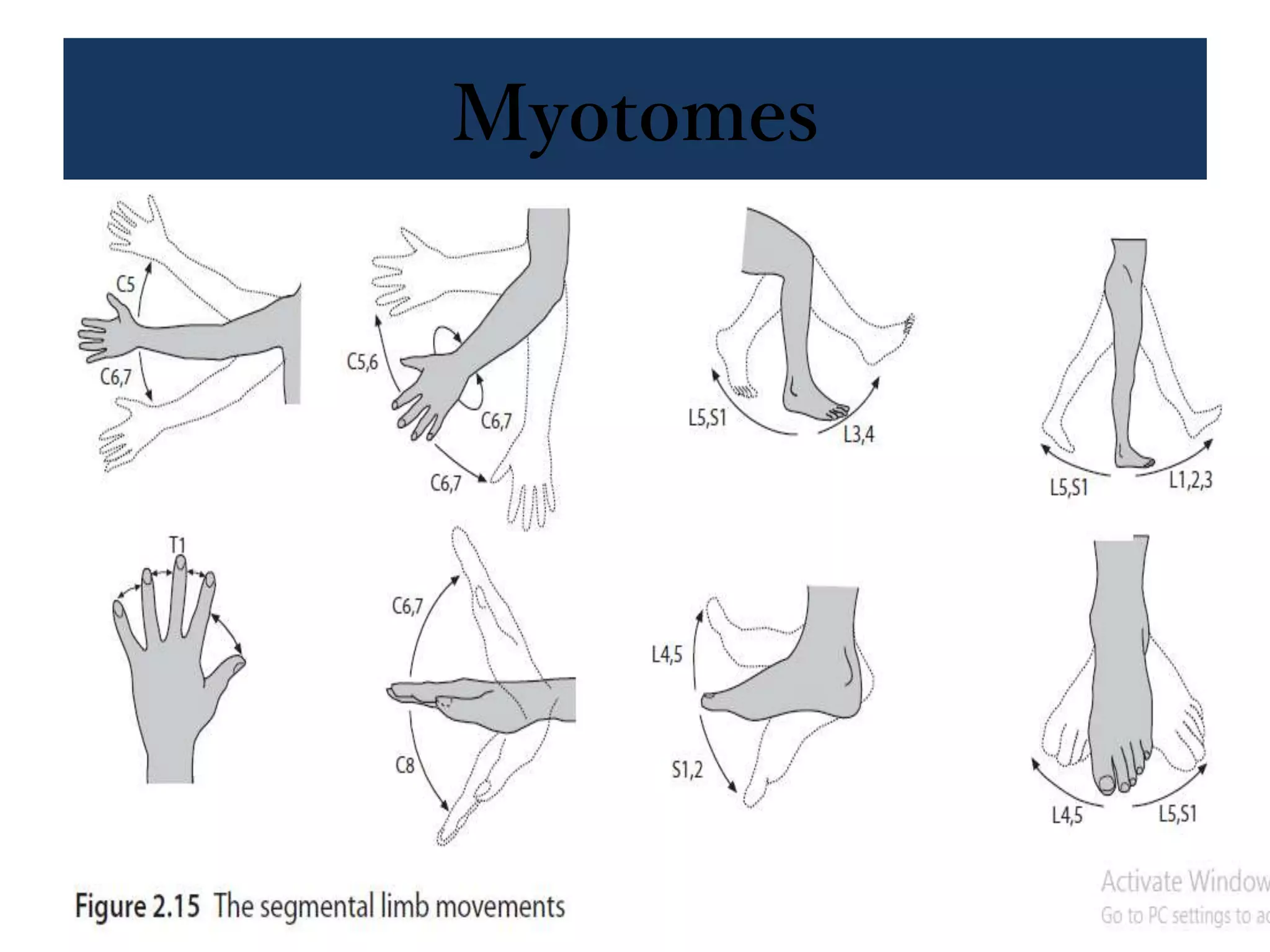 Myotomes
 