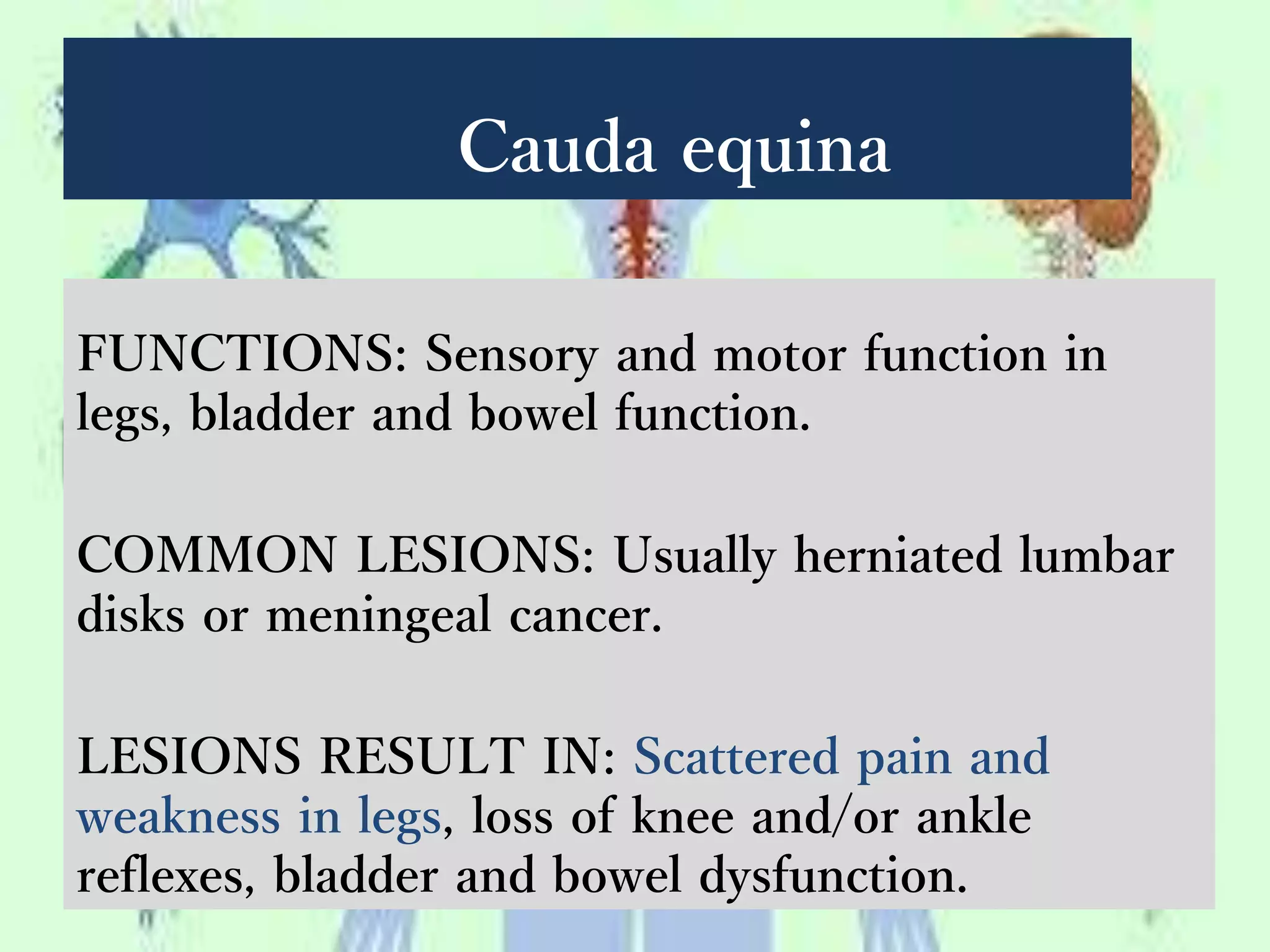 Cauda equina
FUNCTIONS: Sensory and motor function in
legs, bladder and bowel function.
COMMON LESIONS: Usually herniated lumbar
disks or meningeal cancer.
LESIONS RESULT IN: Scattered pain and
weakness in legs, loss of knee and/or ankle
reflexes, bladder and bowel dysfunction.
 