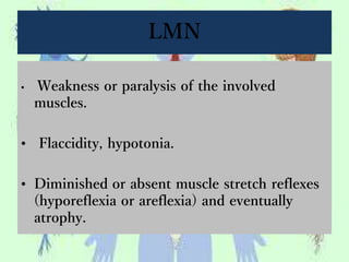 LMN
• Weakness or paralysis of the involved
muscles.
• Flaccidity, hypotonia.
• Diminished or absent muscle stretch reflexes
(hyporeflexia or areflexia) and eventually
atrophy.
 