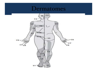 Dermatomes
 