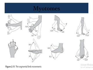 Myotomes
 