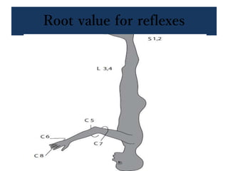 Root value for reflexes
 