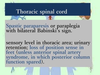 Thoracic spinal cord
Spastic paraparesis or paraplegia
with bilateral Babinski’s sign.
sensory level in thoracic area; urinary
retention; loss of position sense in
feet (unless anterior spinal artery
syndrome, in which posterior column
function spared).
 