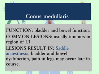Conus medullaris
FUNCTION: bladder and bowel function.
COMMON LESIONS: usually tumours in
region of L1.
LESIONS RESULT IN: Saddle
anaesthesia, bladder and bowel
dysfunction, pain in legs may occur late in
course.
 