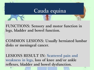 Cauda equina
FUNCTIONS: Sensory and motor function in
legs, bladder and bowel function.
COMMON LESIONS: Usually herniated lumbar
disks or meningeal cancer.
LESIONS RESULT IN: Scattered pain and
weakness in legs, loss of knee and/or ankle
reflexes, bladder and bowel dysfunction.
 