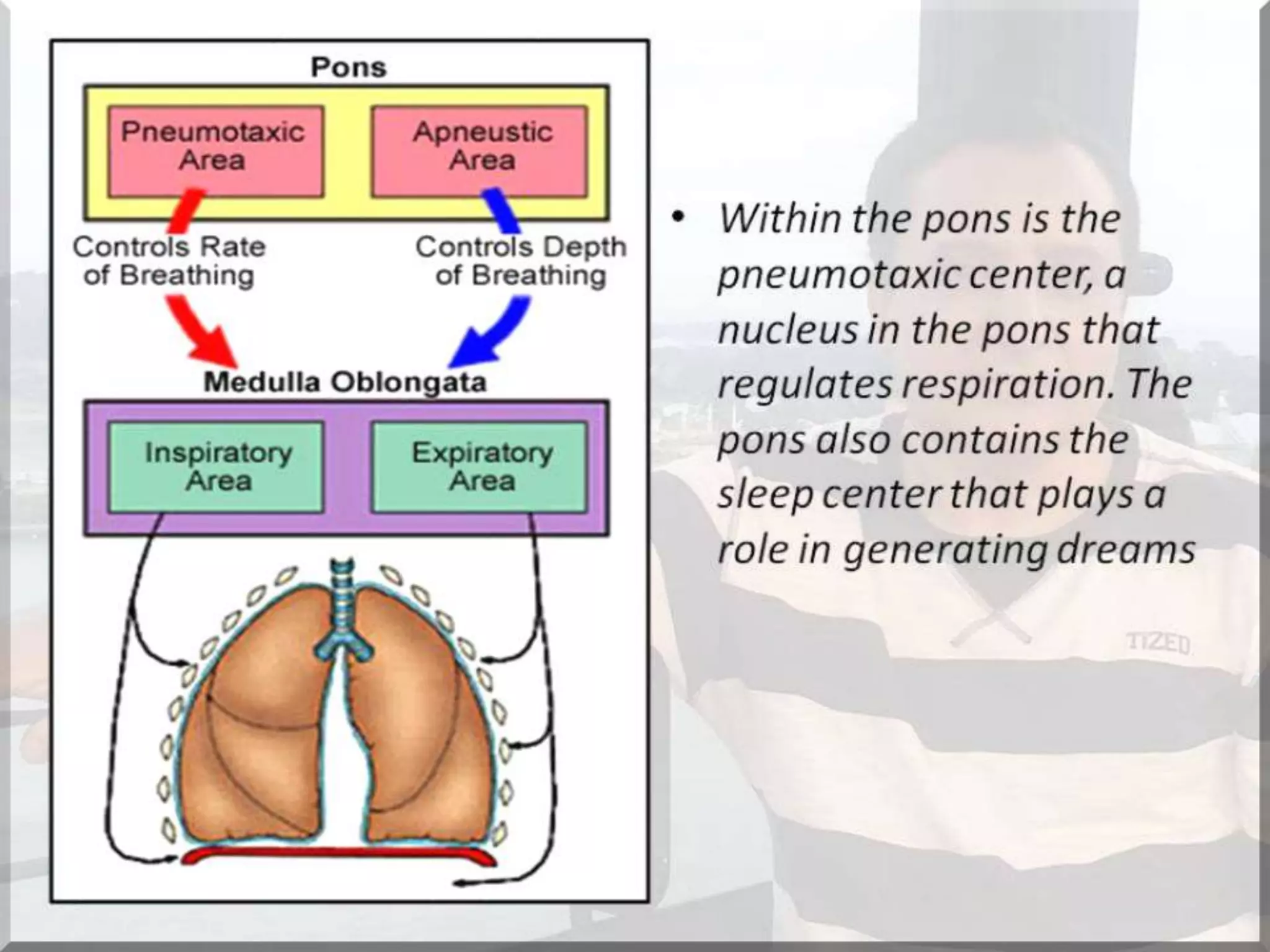 Localization of brainstem lesion by Prof Dr Bashir Ahmed Dar Sopore Kashmir