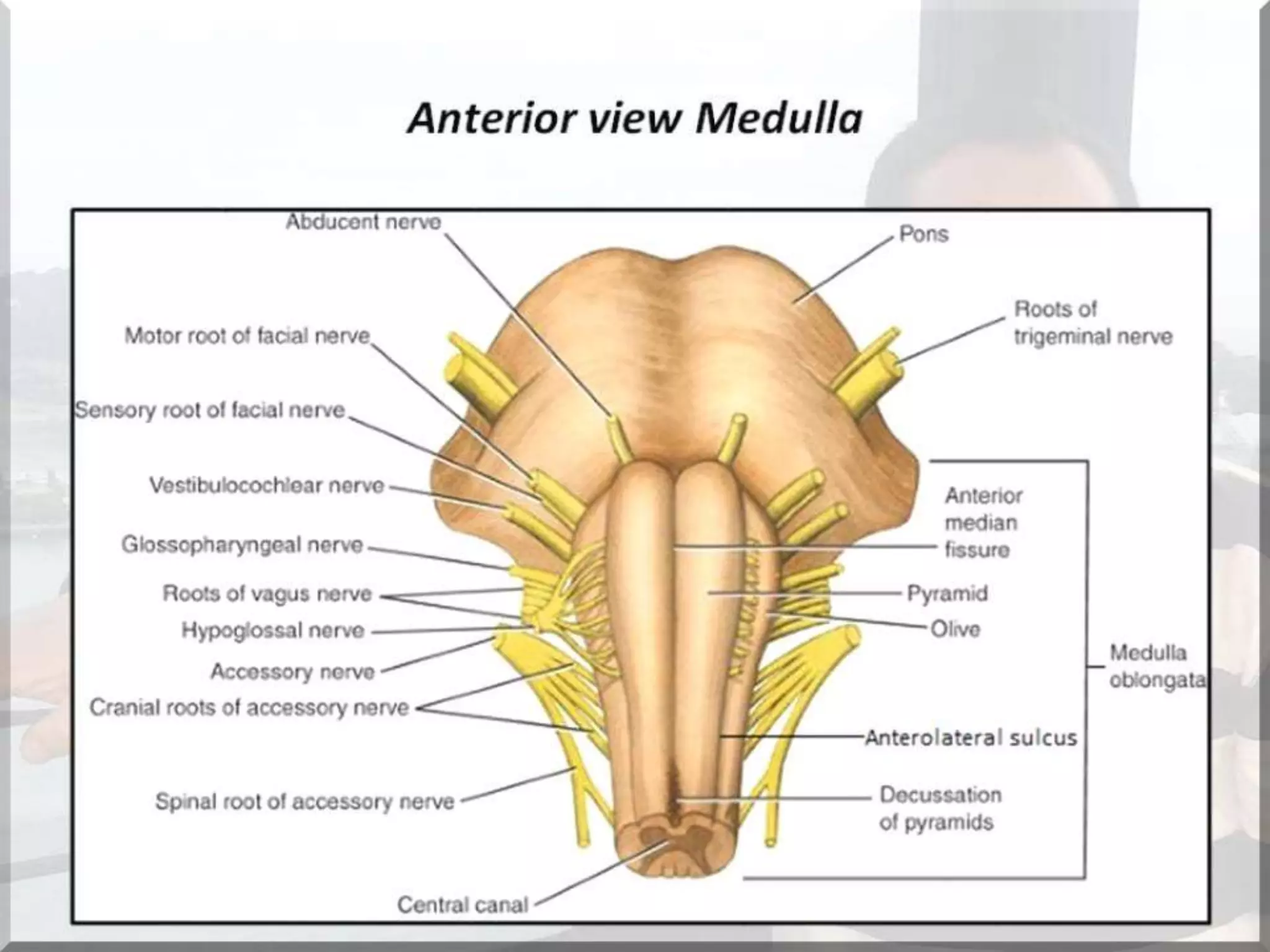Localization of brainstem lesion by Prof Dr Bashir Ahmed Dar Sopore Kashmir