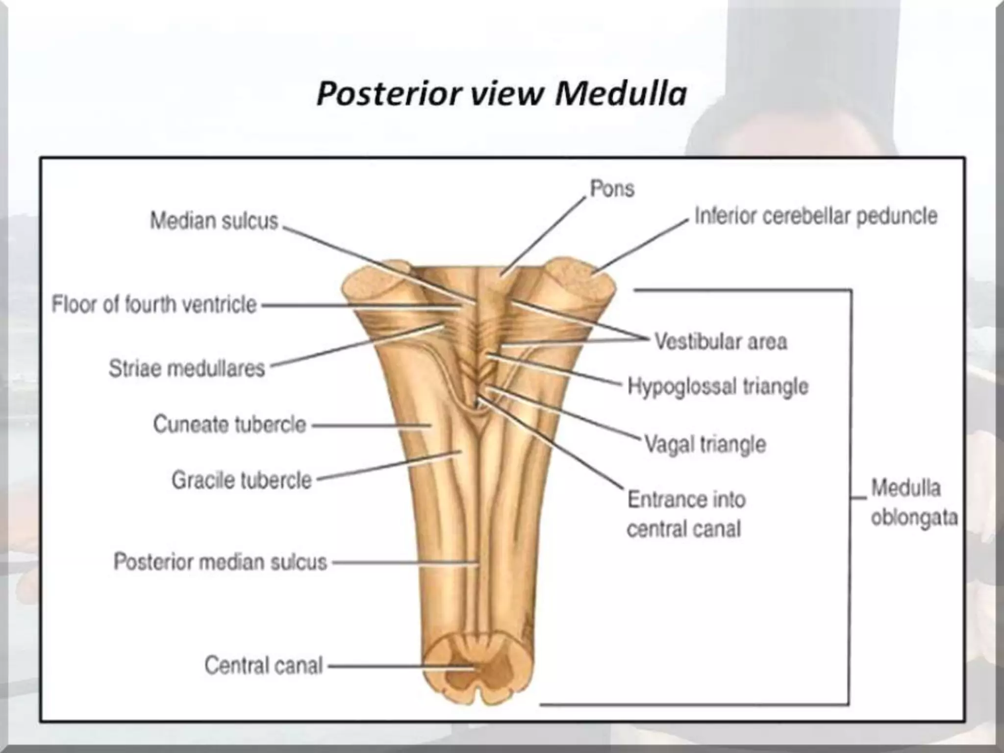 Localization of brainstem lesion by Prof Dr Bashir Ahmed Dar Sopore Kashmir