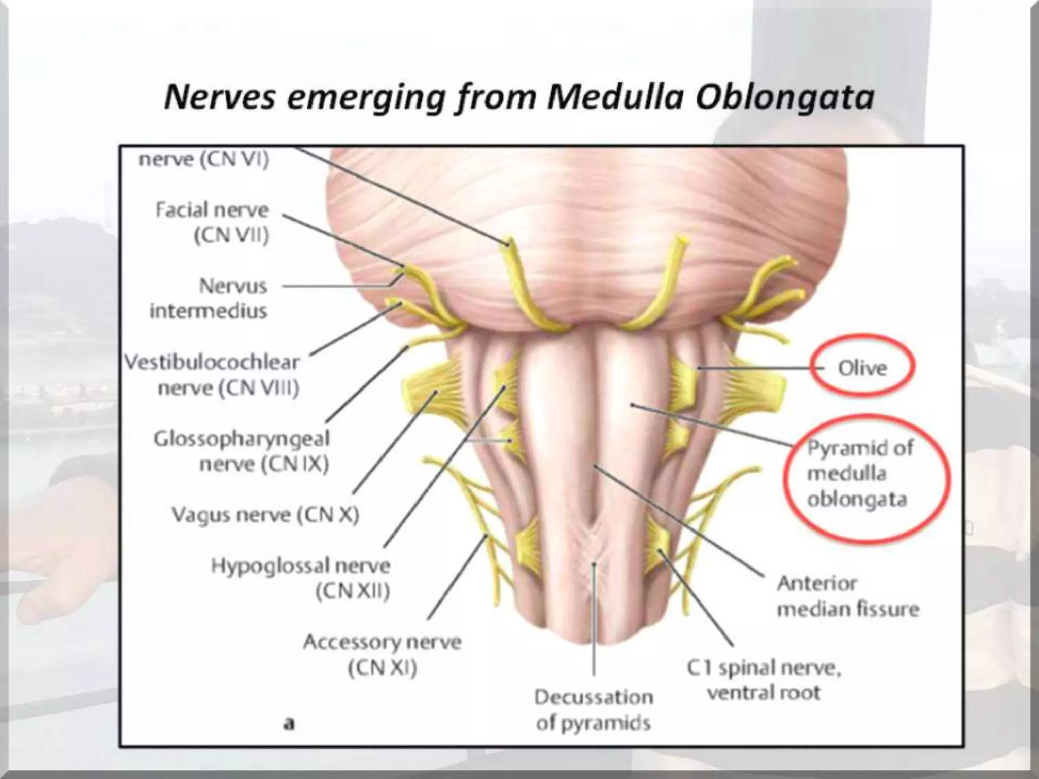 Localization of brainstem lesion by Prof Dr Bashir Ahmed Dar Sopore Kashmir