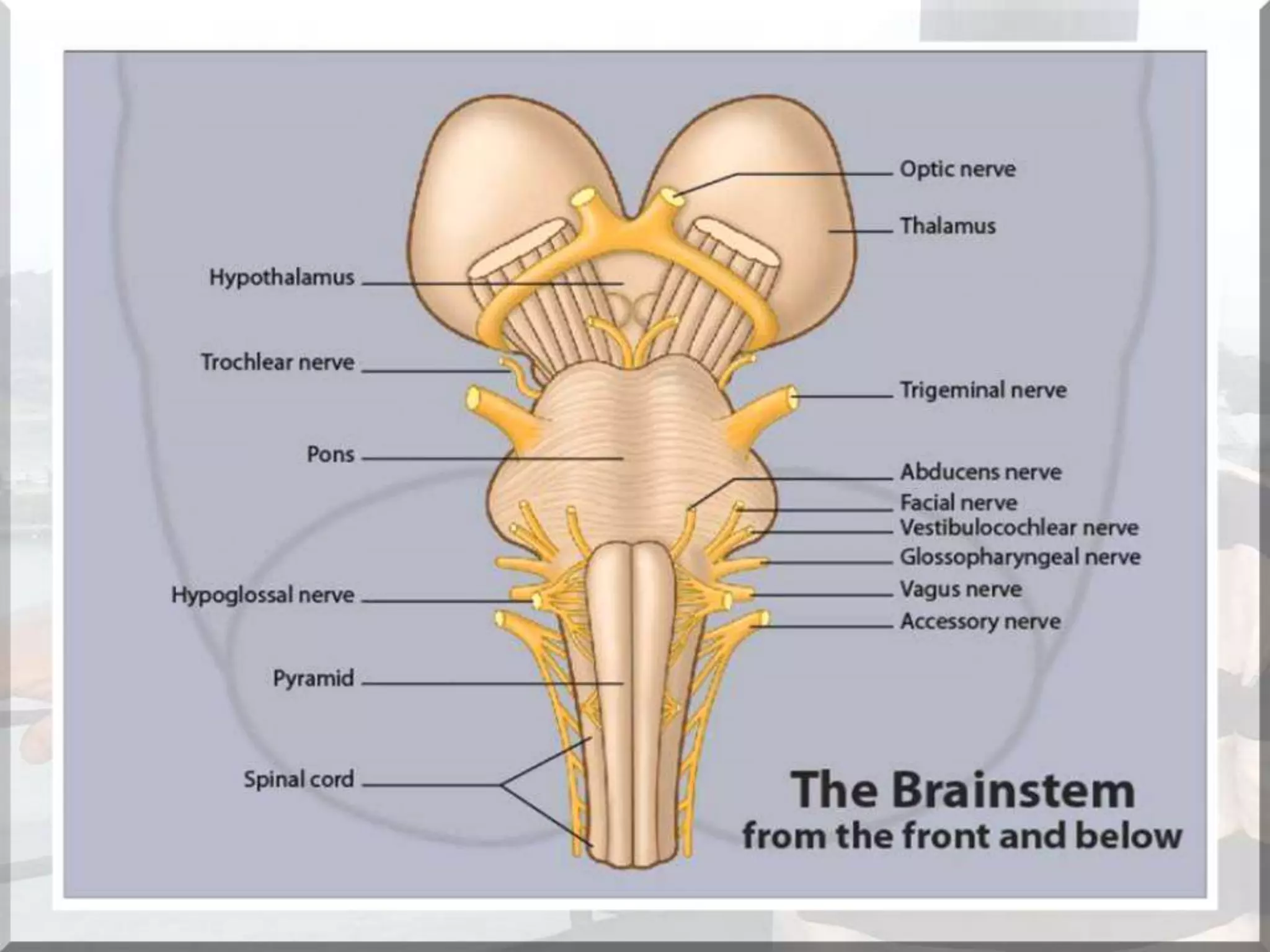 Localization of brainstem lesion by Prof Dr Bashir Ahmed Dar Sopore Kashmir