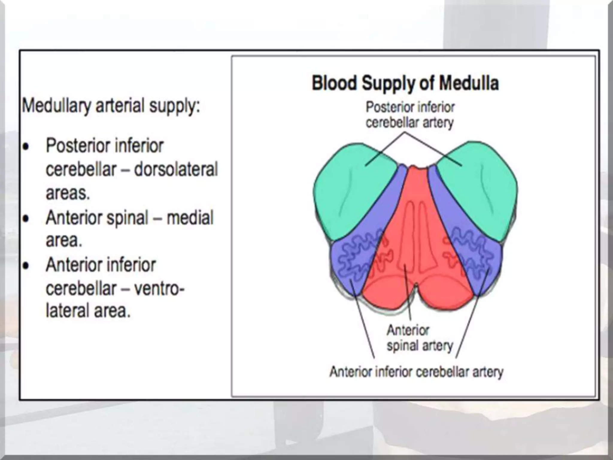Localization of brainstem lesion by Prof Dr Bashir Ahmed Dar Sopore Kashmir