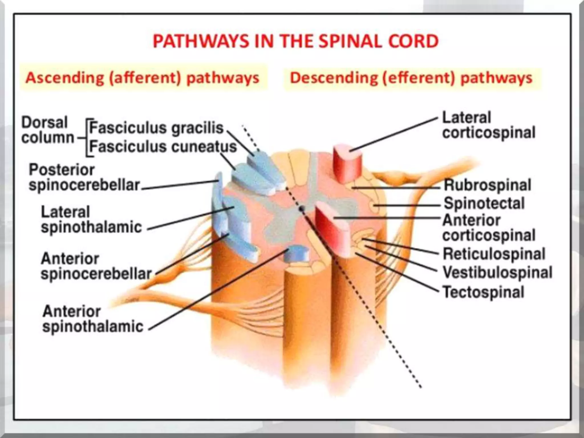 Localization of brainstem lesion by Prof Dr Bashir Ahmed Dar Sopore Kashmir