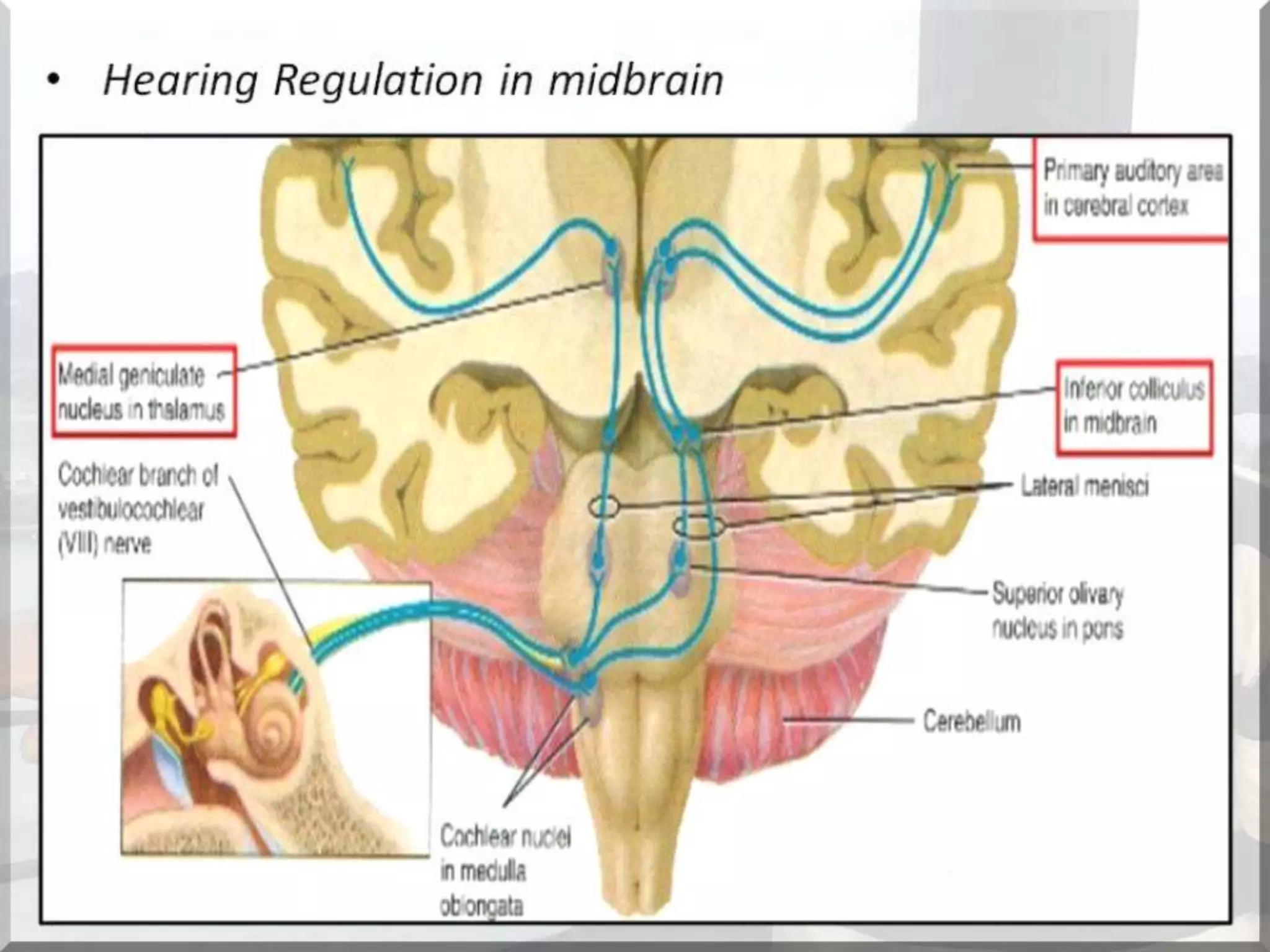 Localization of brainstem lesion by Prof Dr Bashir Ahmed Dar Sopore Kashmir