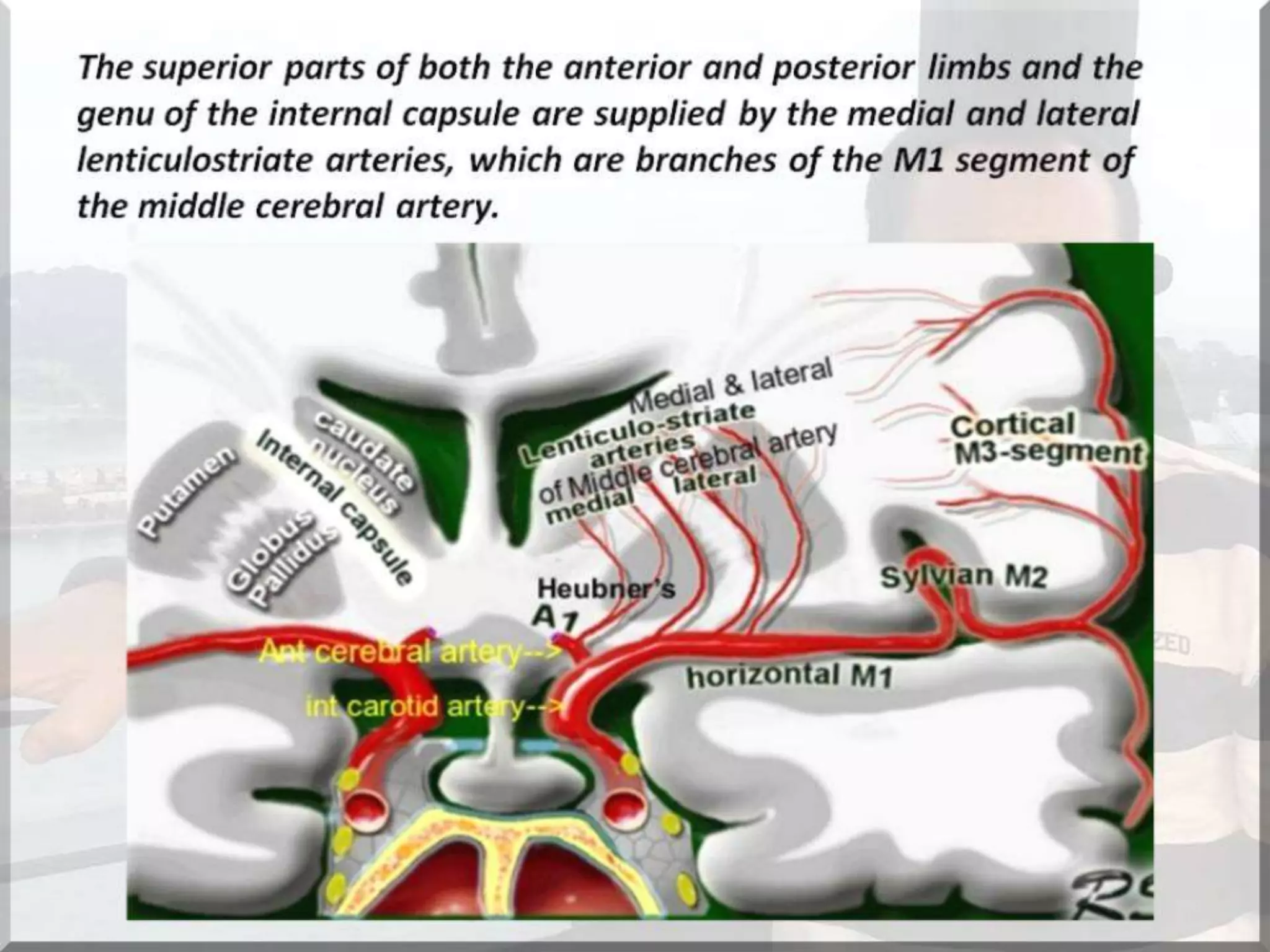 Localization of brainstem lesion by Prof Dr Bashir Ahmed Dar Sopore Kashmir