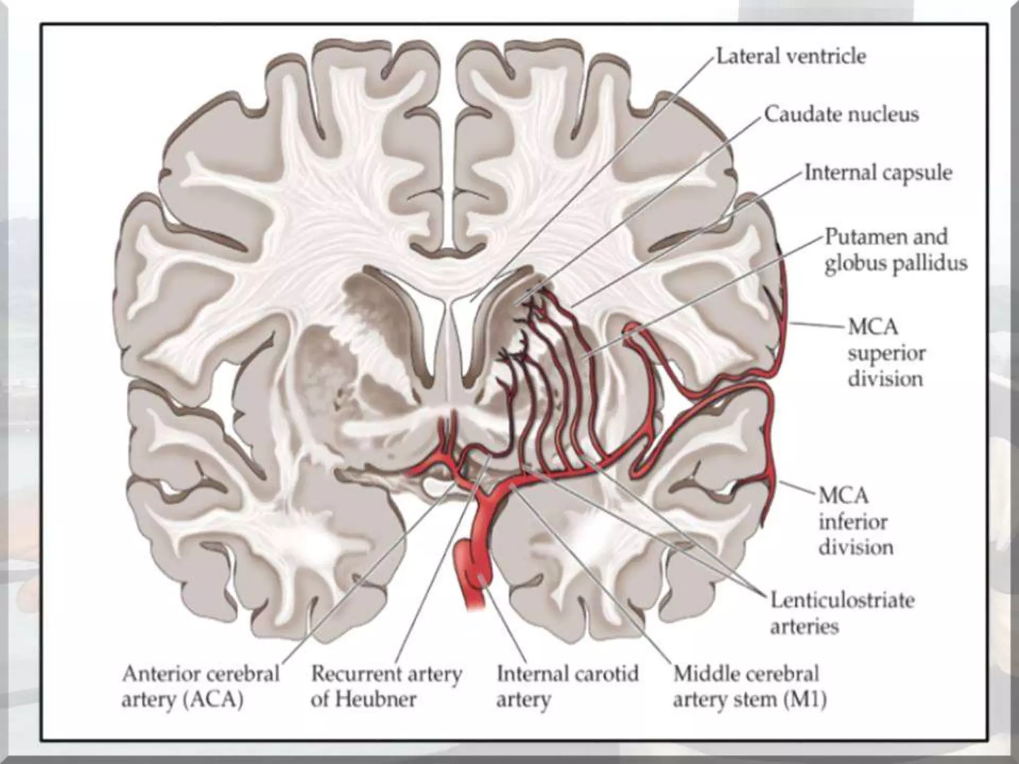 Localization of brainstem lesion by Prof Dr Bashir Ahmed Dar Sopore Kashmir