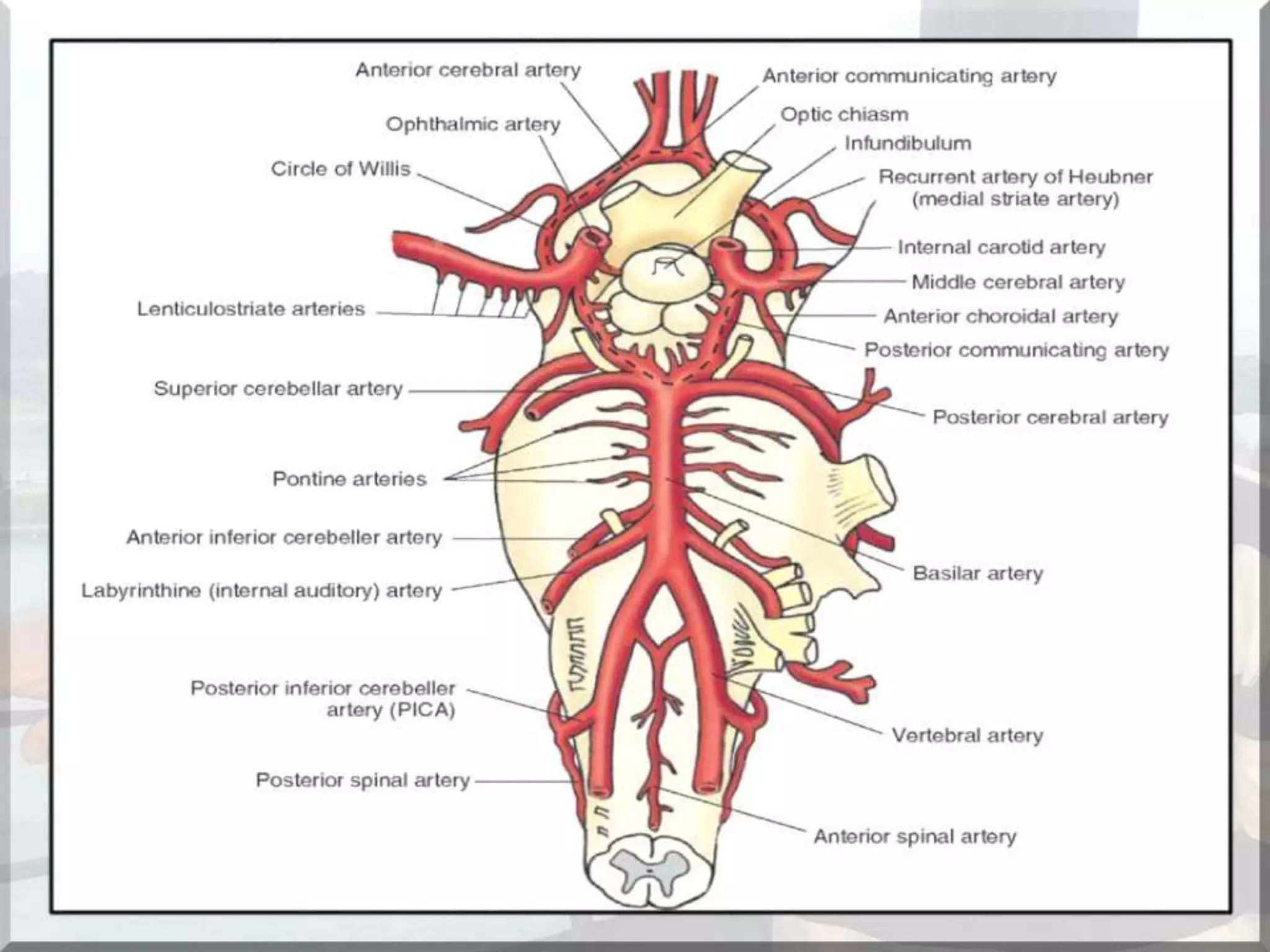 Localization of brainstem lesion by Prof Dr Bashir Ahmed Dar Sopore Kashmir