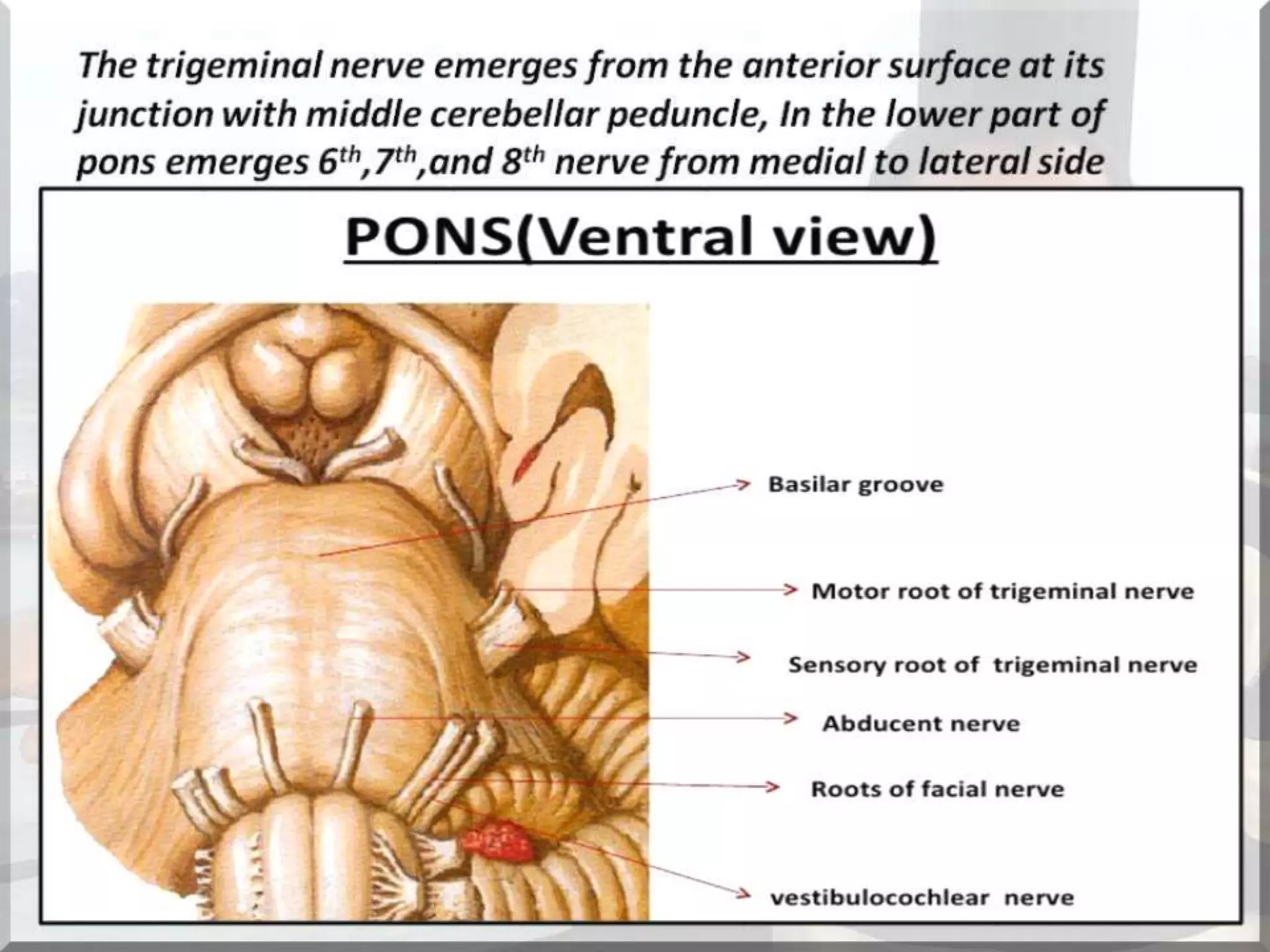 Localization of brainstem lesion by Prof Dr Bashir Ahmed Dar Sopore Kashmir