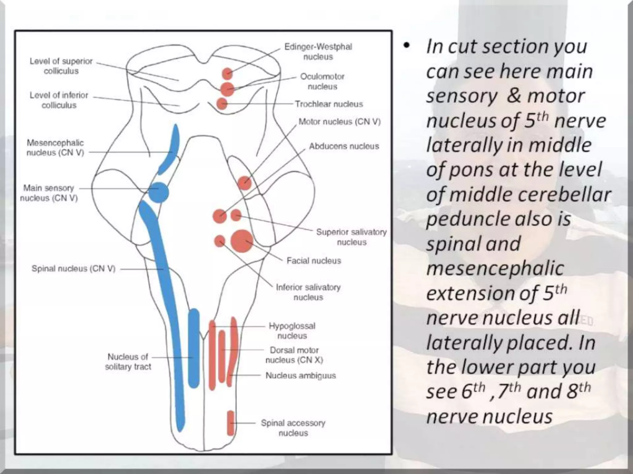 Localization of brainstem lesion by Prof Dr Bashir Ahmed Dar Sopore Kashmir