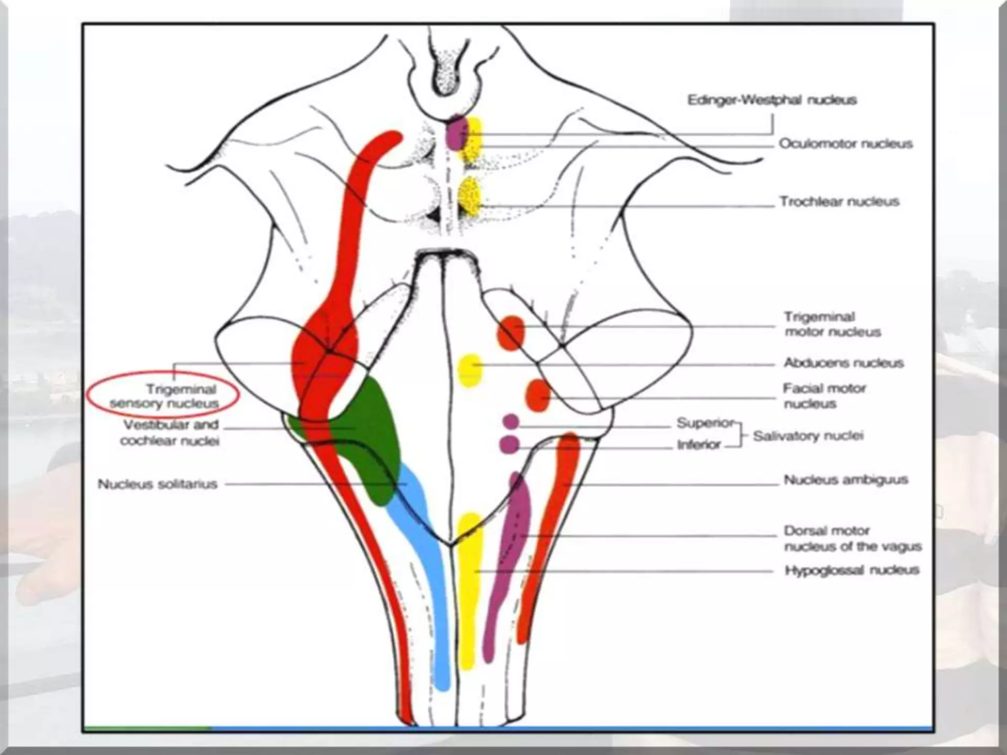 Localization of brainstem lesion by Prof Dr Bashir Ahmed Dar Sopore Kashmir
