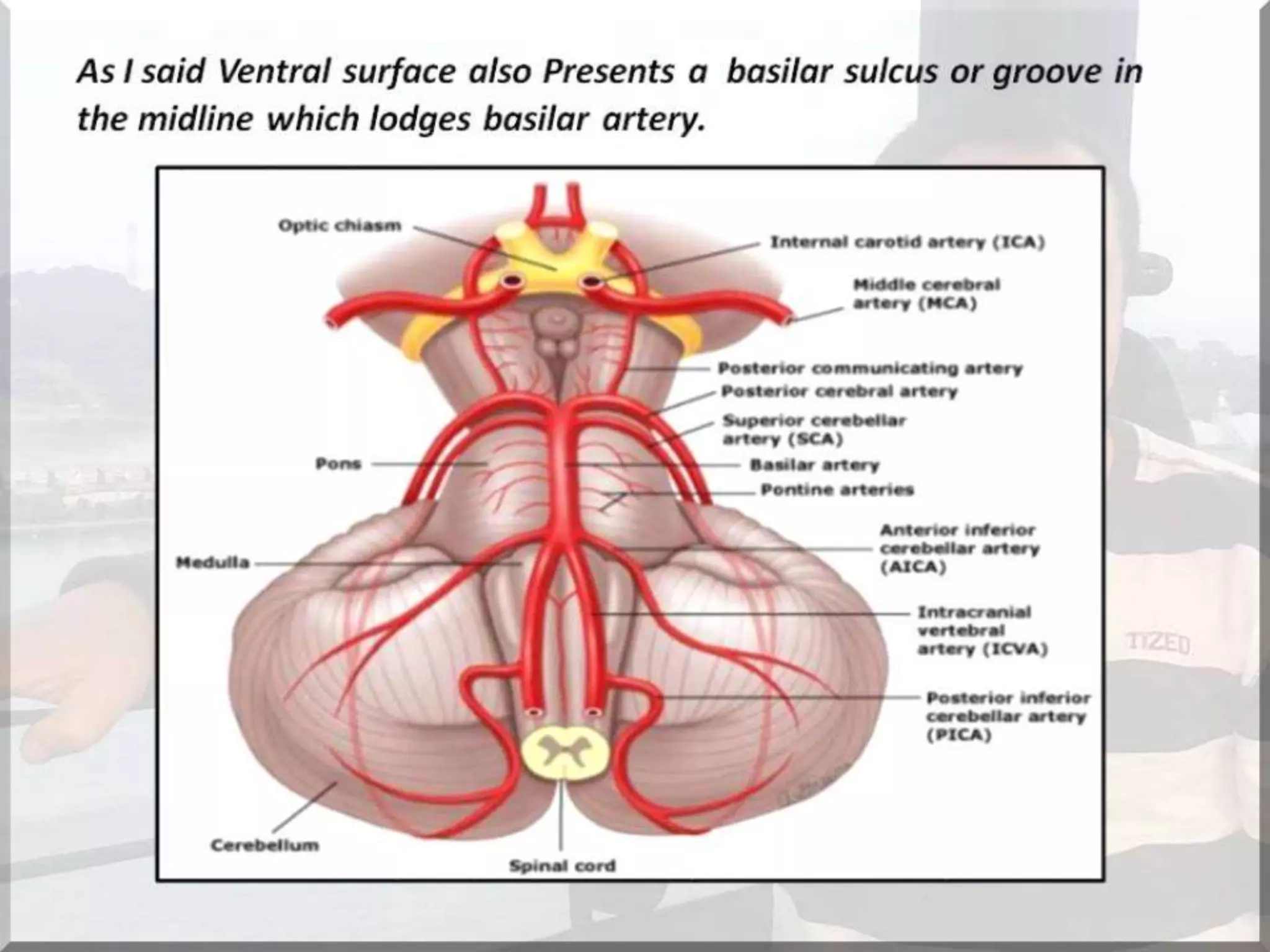 Localization of brainstem lesion by Prof Dr Bashir Ahmed Dar Sopore Kashmir