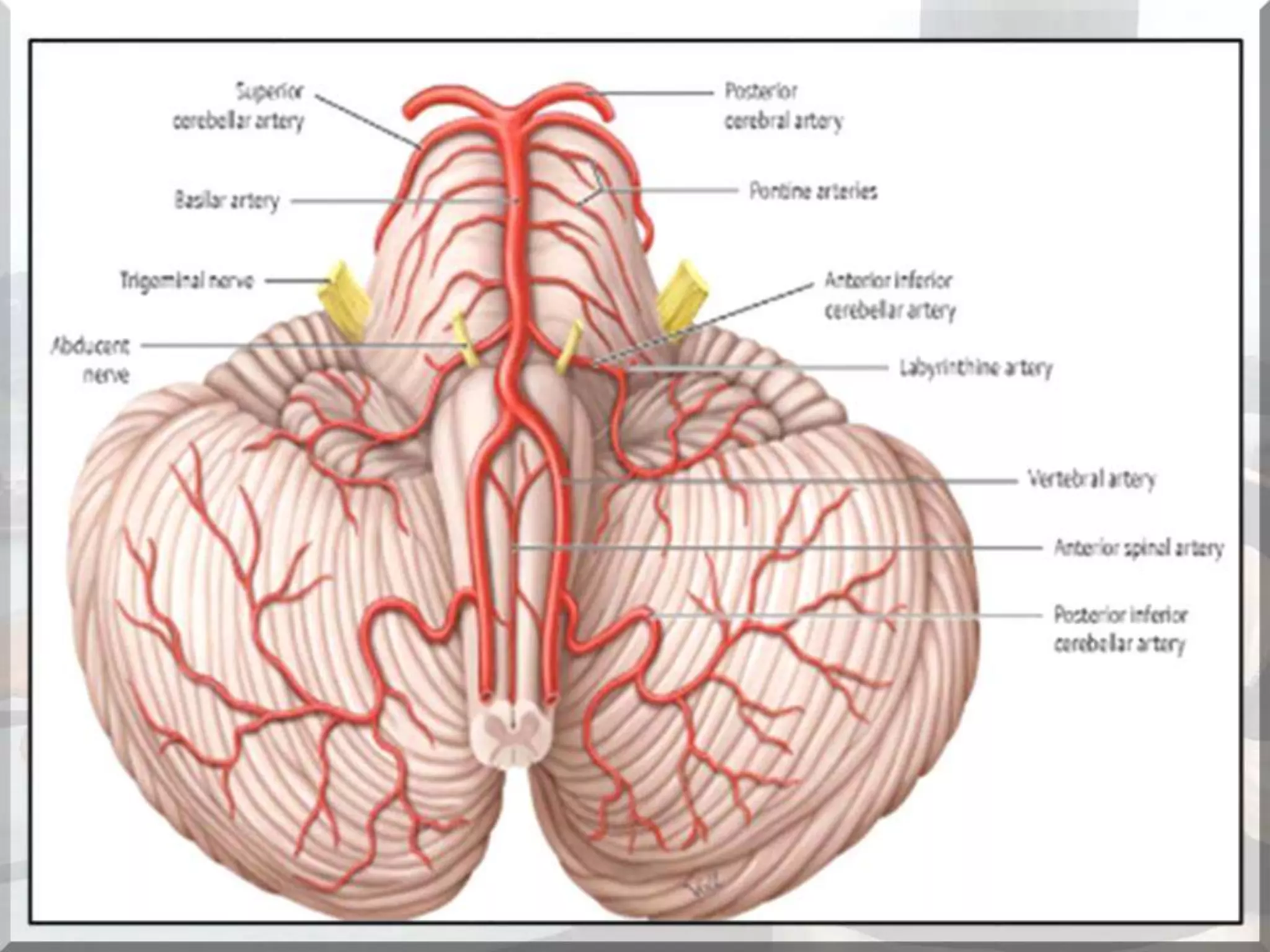 Localization of brainstem lesion by Prof Dr Bashir Ahmed Dar Sopore Kashmir