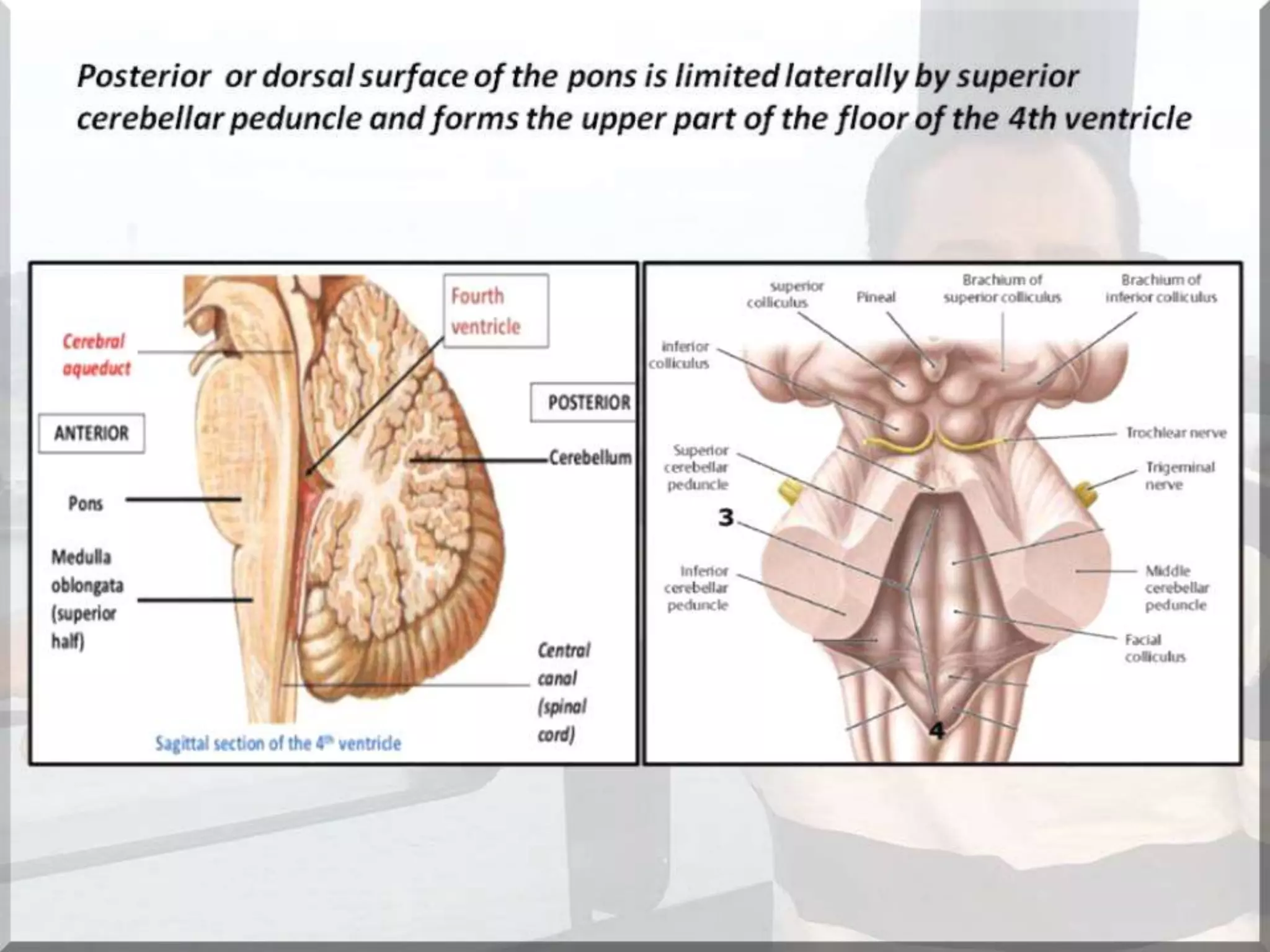 Localization of brainstem lesion by Prof Dr Bashir Ahmed Dar Sopore Kashmir