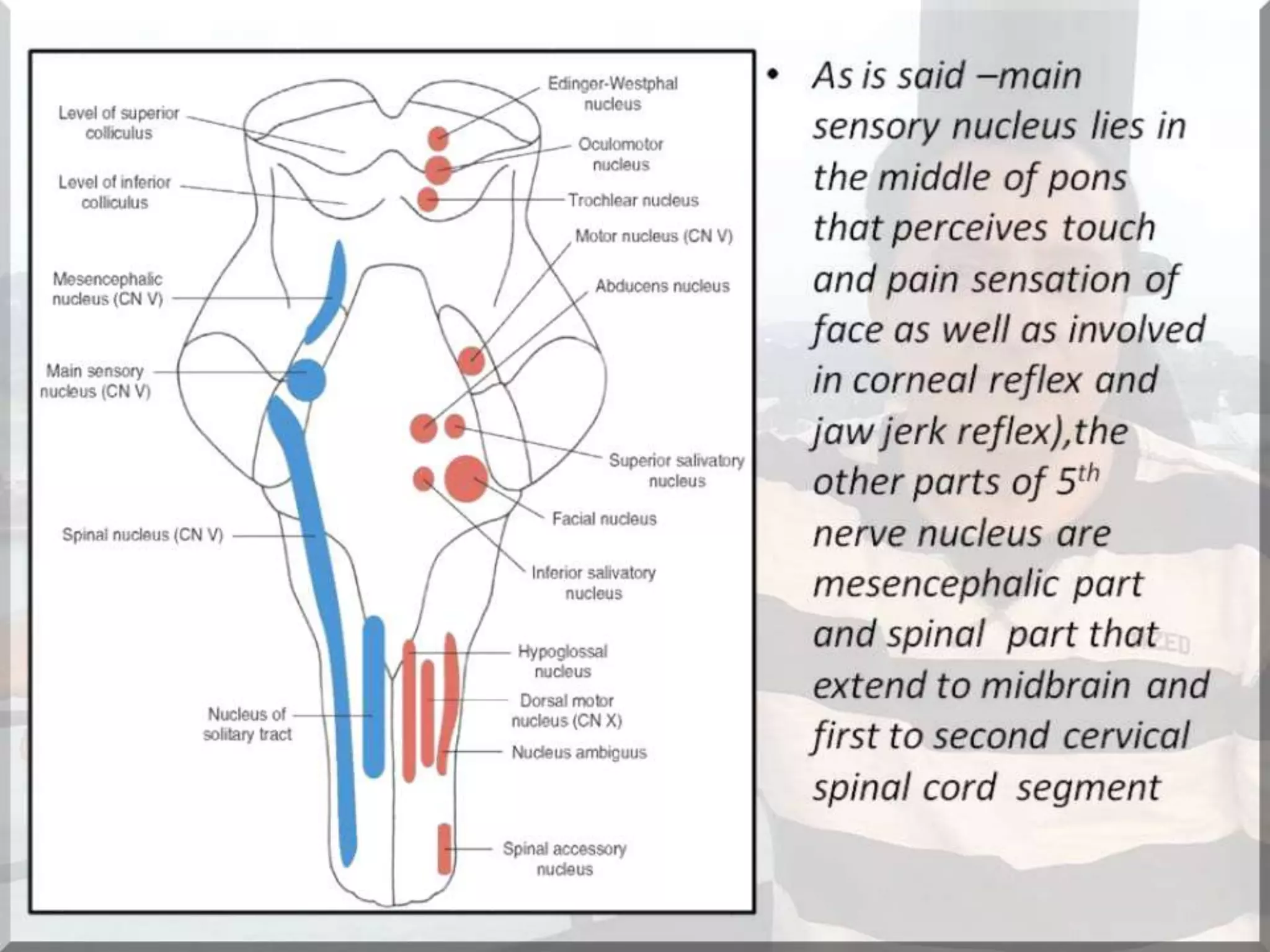 Localization of brainstem lesion by Prof Dr Bashir Ahmed Dar Sopore Kashmir