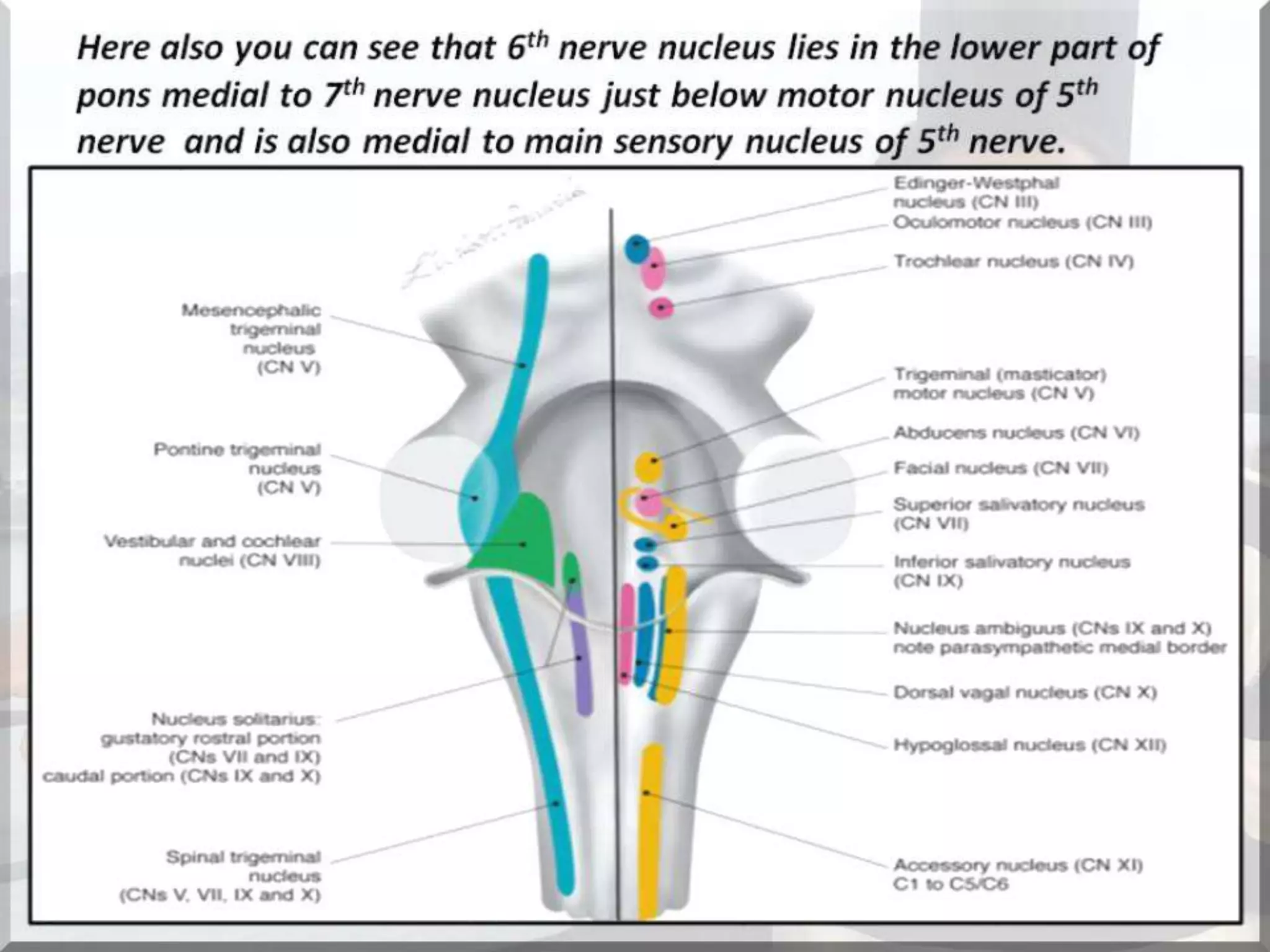 Localization of brainstem lesion by Prof Dr Bashir Ahmed Dar Sopore Kashmir