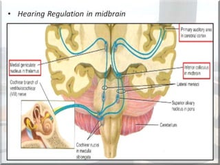 Localization of brainstem lesion by Prof Dr Bashir Ahmed Dar Sopore ...
