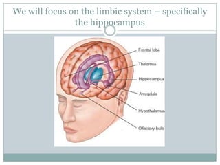 We will focus on the limbic system – specifically
the hippocampus
 