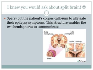 I knew you would ask about split brain! 
 Sperry cut the patient‟s corpus callosum to alleviate
their epilepsy symptoms. This structure enables the
two hemispheres to communicate.
 